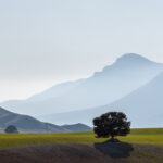 Arbol solitario