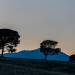 Tres arboles