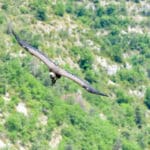 Vautour fauve