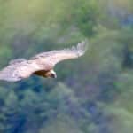 Vautour fauve