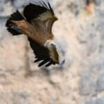 Vautour fauve